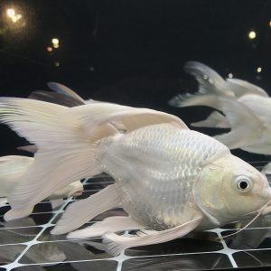 Cá chép sư tử trắng