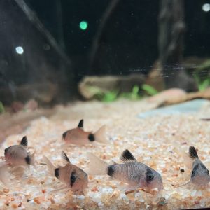 Cá chuột Panda