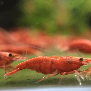 Tép Đỏ Painted Fire Red