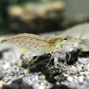 Tép Yamato