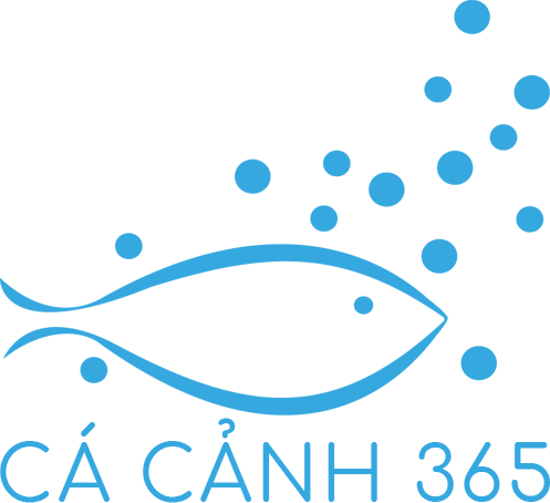 Cá cảnh 365 – cung cấp các loại cá cảnh thủy sinh