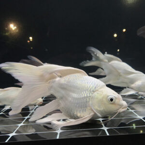 Cá chép sư tử trắng