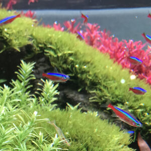 Cá neon thủy sinh
