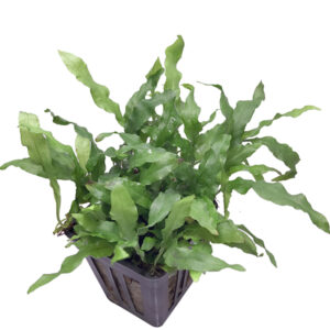 Cây dương xỉ mỹ nhân