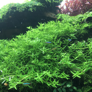 Cây thủy sinh vảy ốc xanh